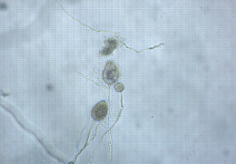 Sporanges de Phytophthora cactorum libérant les zoospores
